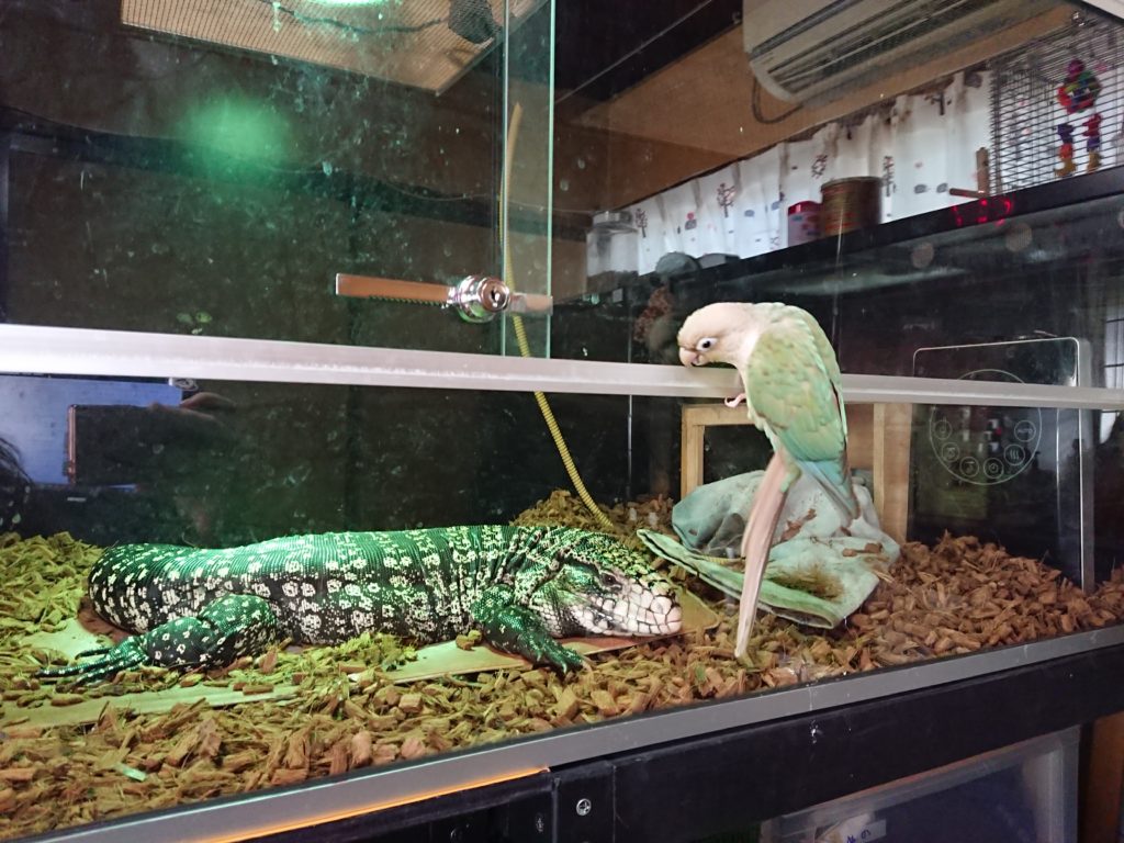 インコとトカゲ